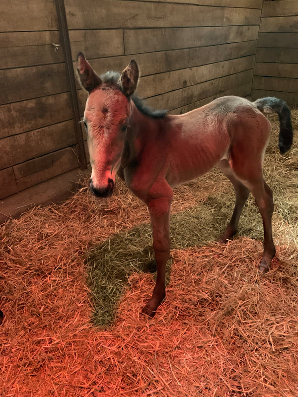 This pretty filly is a Standardbred born March 1st at 12:30PM. Her name is Shipyard and she belongs to William Childs